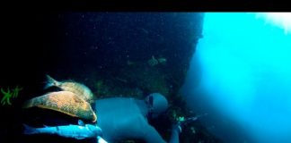 Pesca Submarina en los Bajos de Baldayo – Documental Completo