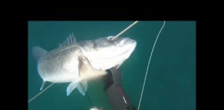 Sargos y Robalos (Pedro Veiga