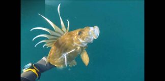 Disparos en superficie (Pedro Veiga)