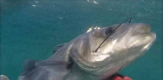 Moments Spearfishing Galicia (Pedro Veiga)