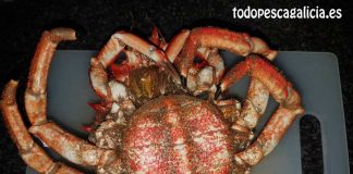 COMO PREPARAR Y COMER CENTOLLAS, NÉCORAS Y SIMILARES