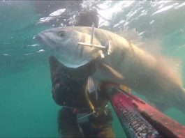 Los últimos robalos 2017