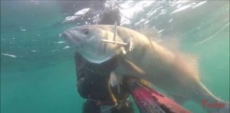 Los últimos robalos 2017