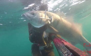 Los últimos robalos 2017