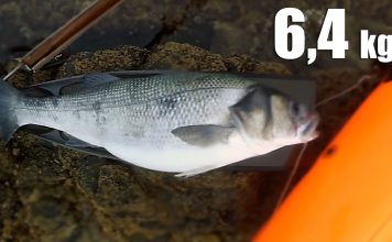 Gran robalo en grieta