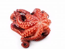 COMIENZA VEDA DEL PULPO EN GALICIA 2020.