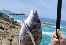 PESCA DEL SARGO A BOYA