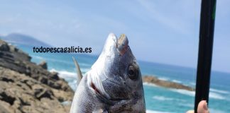 PESCA DEL SARGO A BOYA