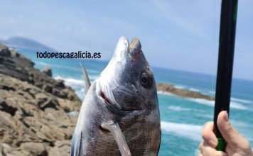 PESCA DEL SARGO A BOYA